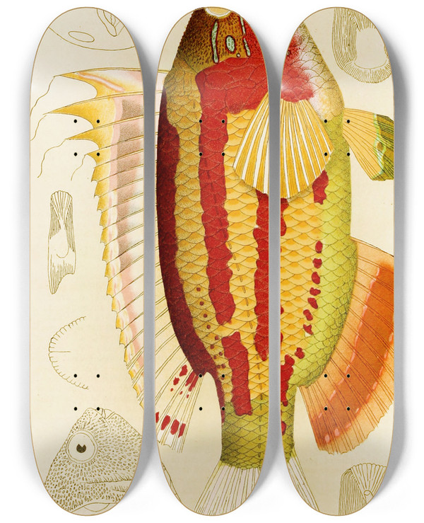 Triptych art skateboard deck of Frederick Mccoy Fishes Iii by Frederick Mccoy (1817-1899)