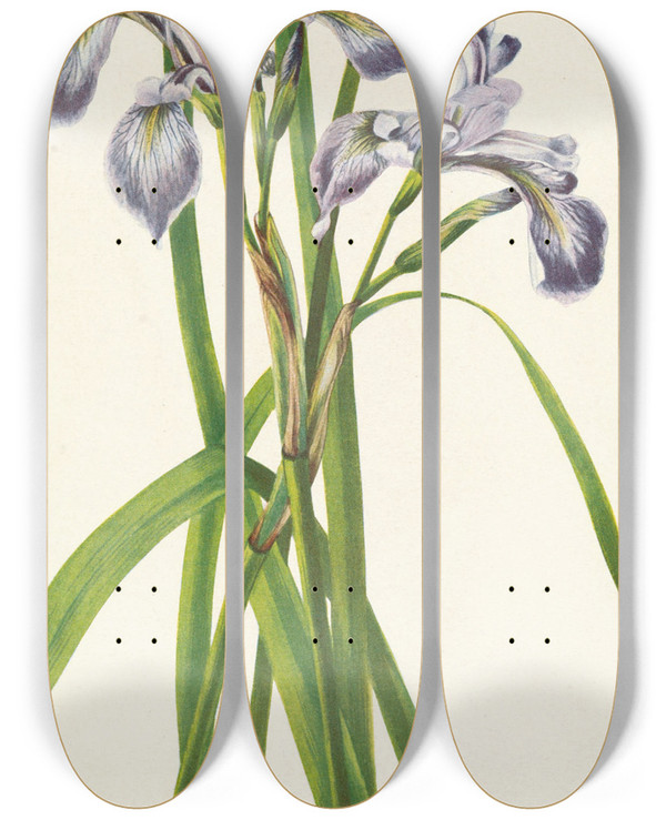 Triptych art skateboard deck of Mary Vaux Walcott Blueflag Iris Iris Versicolor by Mary Vaux Walcott (1860-1940)
