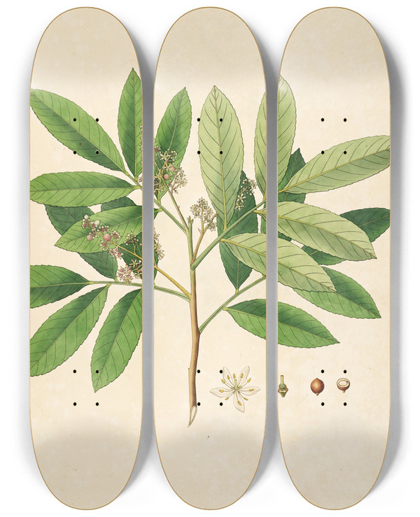 Triptych art skateboard deck of William Roxburgh Plants Of The Coast Of Coromandel Pl085 by William Roxburgh (1751-1815)