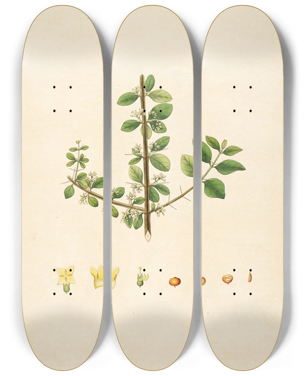Triptych art skateboard deck of William Roxburgh Plants Of The Coast Of Coromandel Pl051 by William Roxburgh (1751-1815)