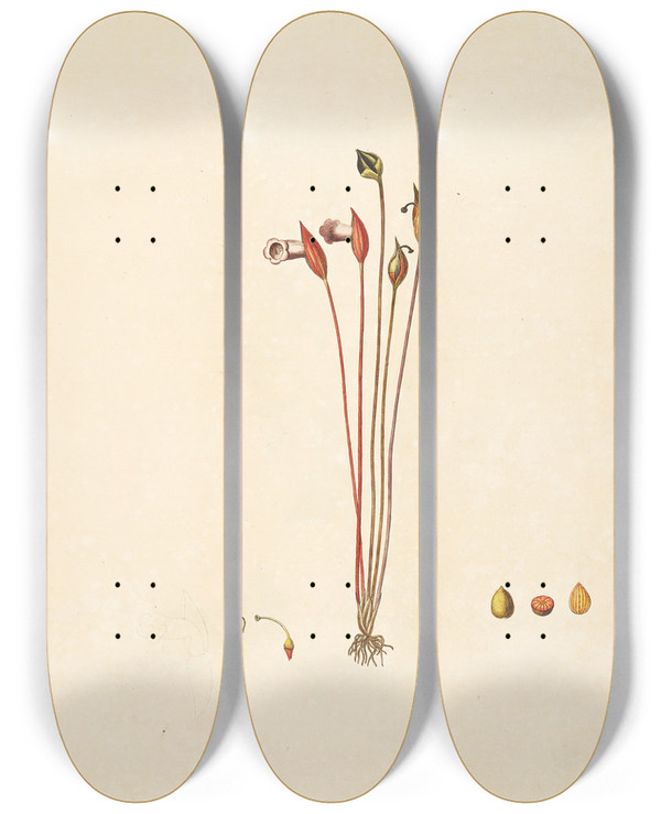 Triptych art skateboard deck of William Roxburgh Plants Of The Coast Of Coromandel Pl091 by William Roxburgh (1751-1815)