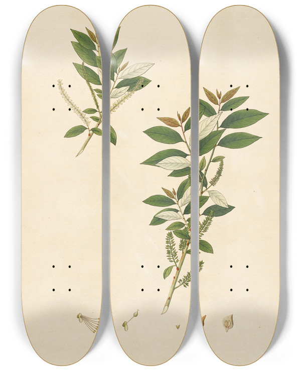 Triptych art skateboard deck of William Roxburgh Plants Of The Coast Of Coromandel Pl097 by William Roxburgh (1751-1815)