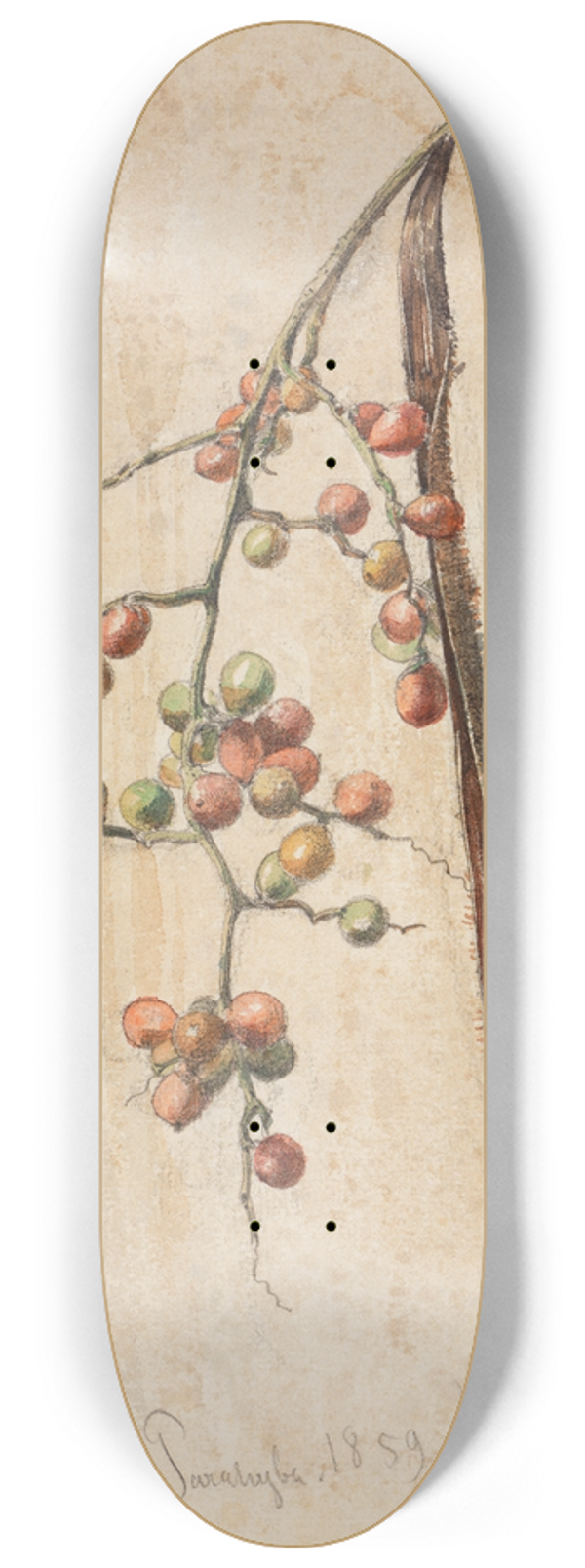 Ferdinand Keller - Studie eines Frchte tragenden Zweiges 8.25 inch art skate deck