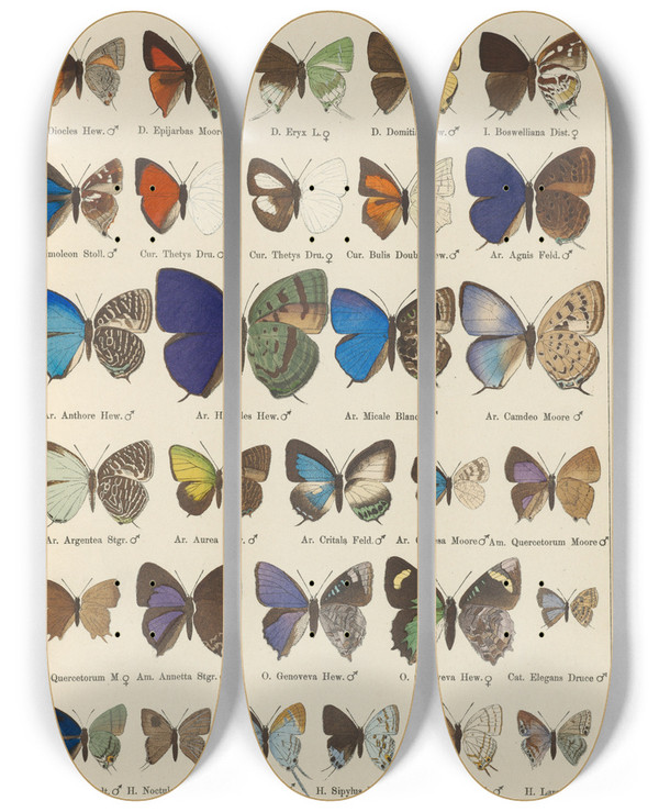 Triptych art skateboard deck of Otto Staudinger Exotische Schmetterlinge Pl096 by Otto Staudinger (1830-1900)