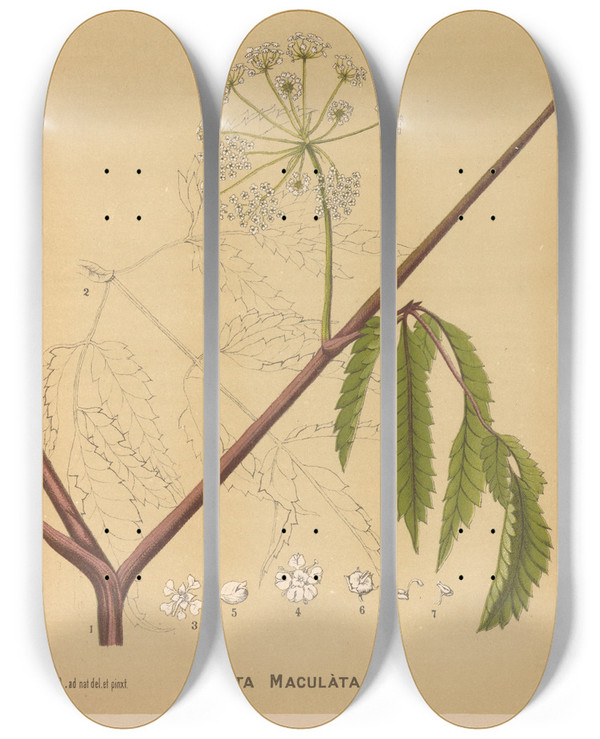 Triptych art skateboard deck of Charles Frederick Millspaugh Medicinal Plants Pl160 by Charles Frederick Millspaugh (1854-1923)