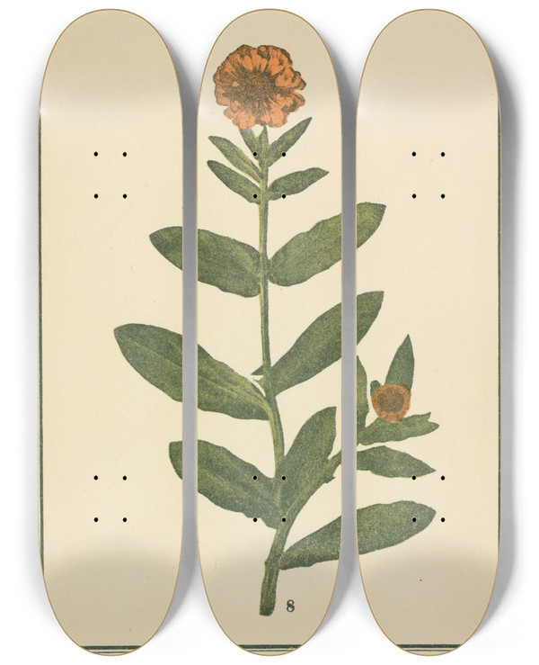 Triptych art skateboard deck of Sebastian Kneipp Plantatlas To My Watercure Pl28 by Sebastian Kneipp (1821-1897)