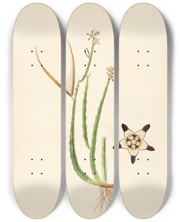 Triptych art skateboard deck of William Roxburgh Plants Of The Coast Of Coromandel Pl030 by William Roxburgh (1751-1815)