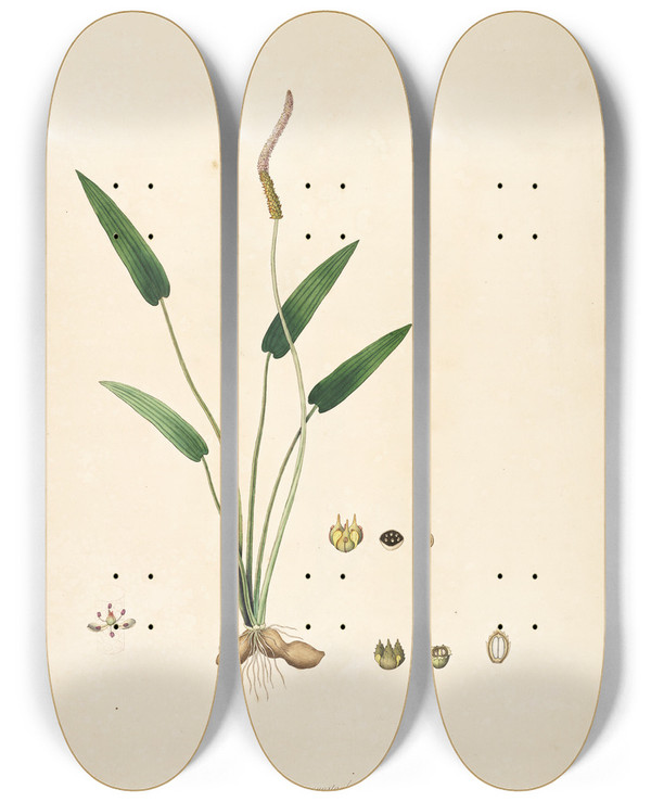 Triptych art skateboard deck of William Roxburgh Plants Of The Coast Of Coromandel Pl081 by William Roxburgh (1751-1815)