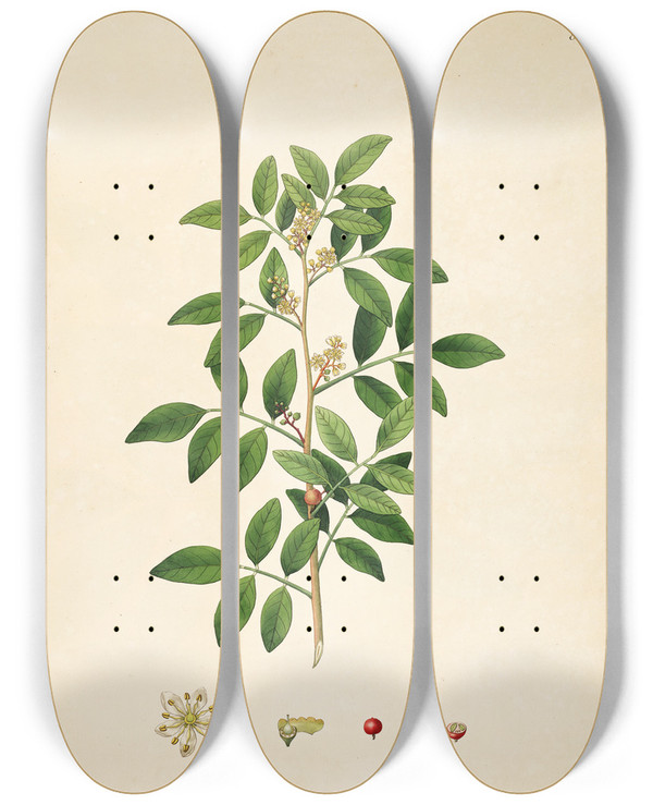 Triptych art skateboard deck of William Roxburgh Plants Of The Coast Of Coromandel Pl084 by William Roxburgh (1751-1815)