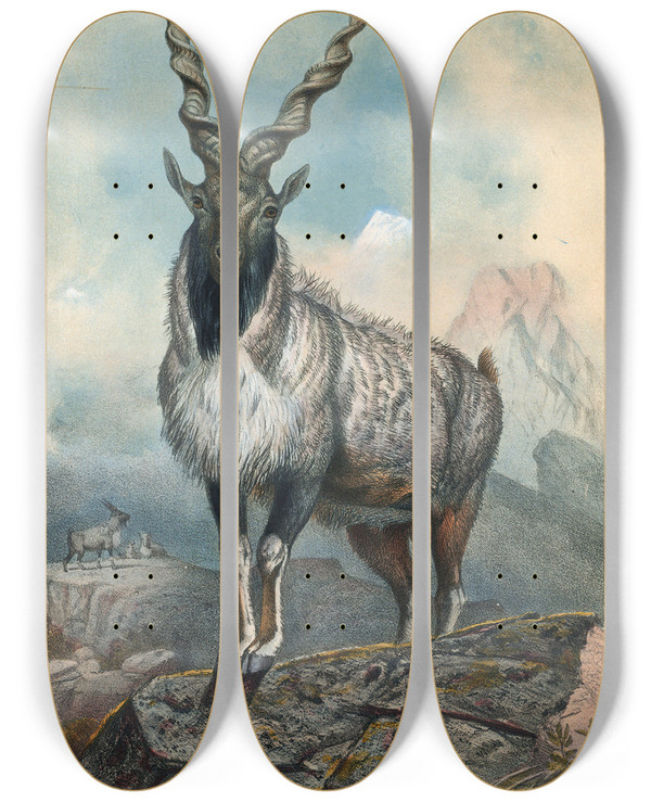 Triptych art skateboard deck of Joseph Wolf The Markhore_1 by Joseph Wolf (1820-1899)