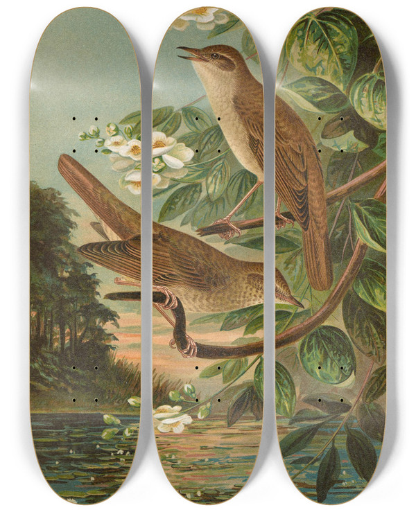 Triptych art skateboard deck of Johann Friedrich Naumann Erithacus Luscinia Erithacus Philomela by Johann Friedrich Naumann (1780-1857)