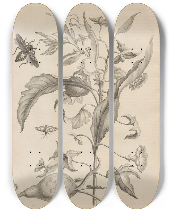 Triptych art skateboard deck of Maria Sibylla Merian Dissertatio De Generatione Et Metamorphosibus Insectorum Surinamensium Pl41 by Maria Sibylla Merian (1647-1717)