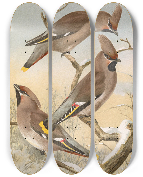 Triptych art skateboard deck of Johann Friedrich Naumann Ampelis Garrulus by Johann Friedrich Naumann (1780-1857)