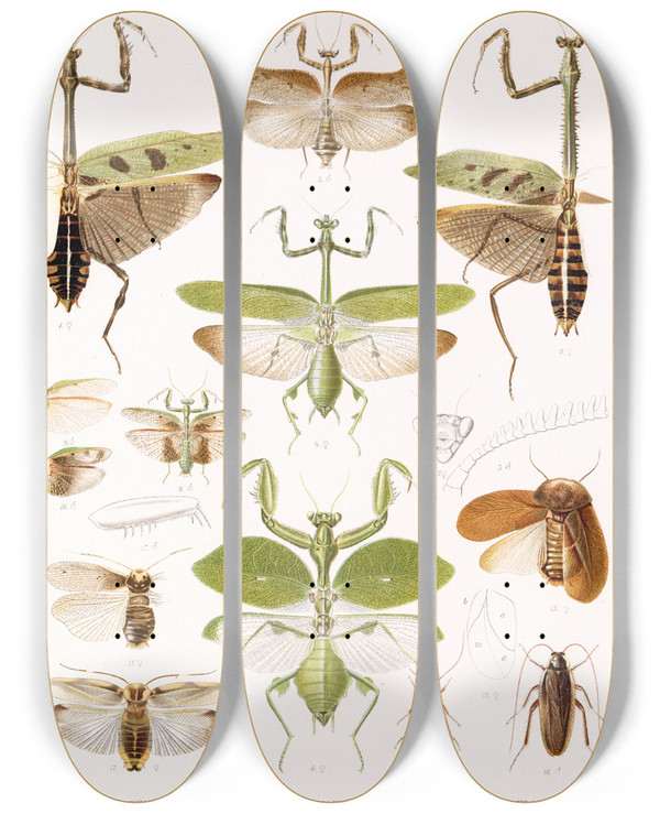 Triptych art skateboard deck of Frederick Ducane Godman Insecta Orthoptera Pl 2 by Frederick Ducane Godman (1834-1919)