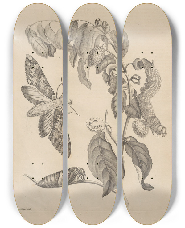 Triptych art skateboard deck of Maria Sibylla Merian Dissertatio De Generatione Et Metamorphosibus Insectorum Surinamensium Pl03 by Maria Sibylla Merian (1647-1717)