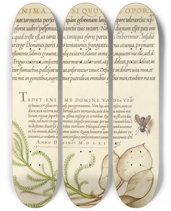 Triptych art skateboard deck of Joris Hoefnagel House Fly Lavender Cotton And Money Plant by Joris Hoefnagel (1542-1600)