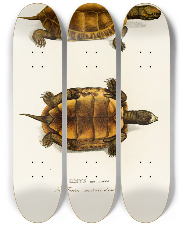 Triptych art skateboard deck of Johann Baptist Von Spix Emys Marmorea by Johann Baptist Von Spix (1781-1826)