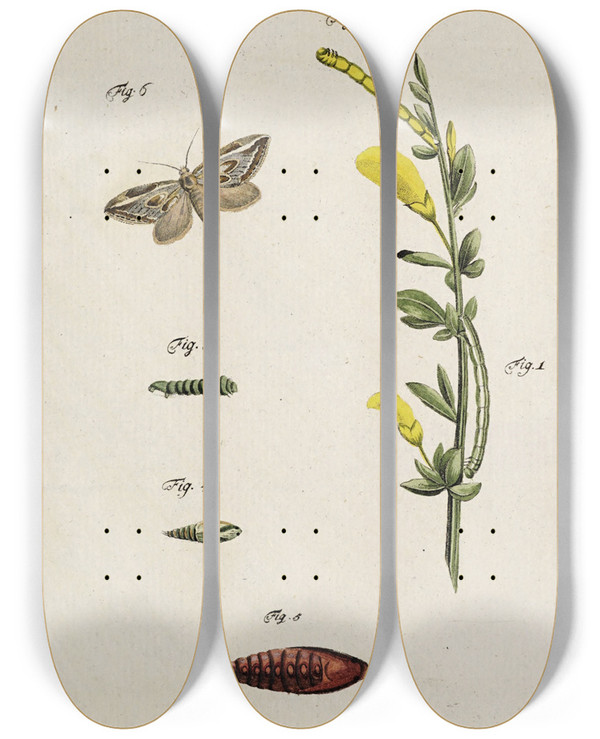 Triptych art skateboard deck of Johann Caspar Fuessli Archives De Lhistoire Des Insectes Pl11 by Johann Caspar Fuessli (1743-1786)