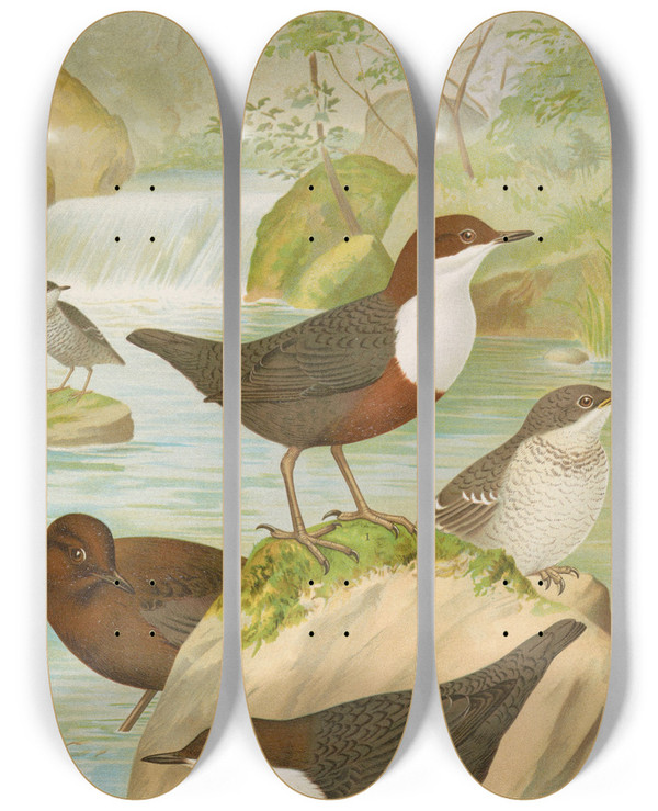 Triptych art skateboard deck of Johann Friedrich Naumann Cinclus Cinclus Aquaticus Cinclus Cinclus Cinclus Pallasi Temm by Johann Friedrich Naumann (1780-1857)