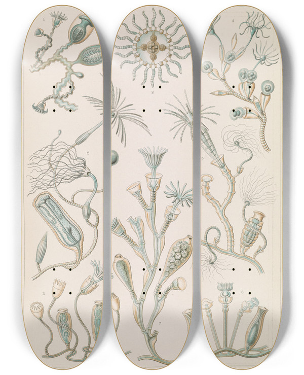 Triptych art skateboard deck of Ernst Haeckel Campanariae Glockenpolnpen by Ernst Haeckel (1834-1919)