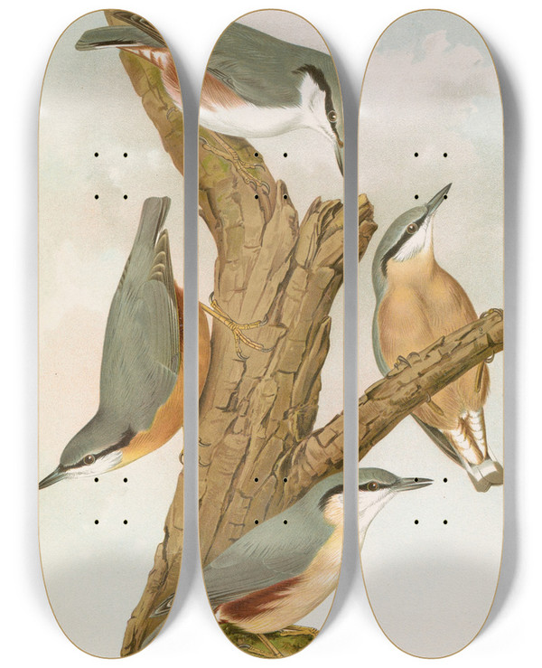 Triptych art skateboard deck of Johann Friedrich Naumann Sitta Europaea Caesia Sitta Europaea L by Johann Friedrich Naumann (1780-1857)
