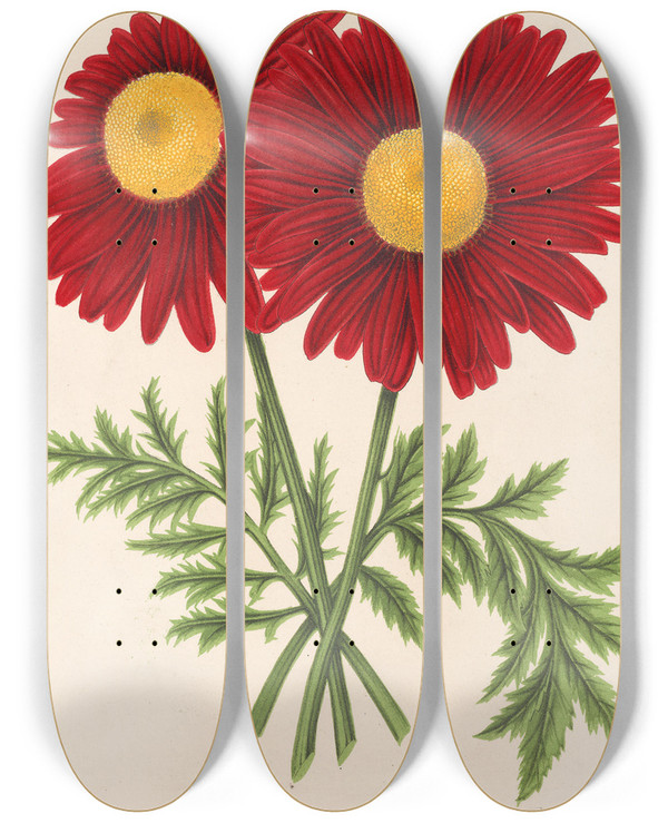 Triptych art skateboard deck of Charles Antoine Lemaire Pyrethrum Souvenir De Vandervinnen by Charles Antoine Lemaire (1800-1871)