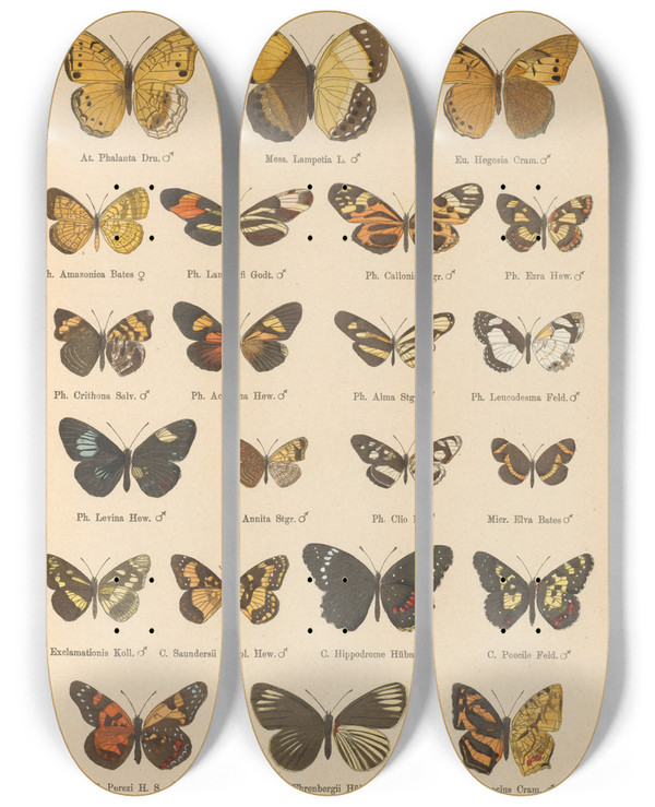Triptych art skateboard deck of Otto Staudinger Exotische Schmetterlinge Pl036 by Otto Staudinger (1830-1900)