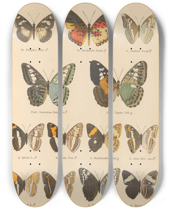 Triptych art skateboard deck of Otto Staudinger Exotische Schmetterlinge Pl049 by Otto Staudinger (1830-1900)