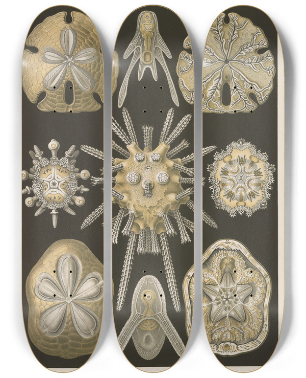 Triptych art skateboard deck of Ernst Haeckel Echinidea Igelsterne_2 by Ernst Haeckel (1834-1919)