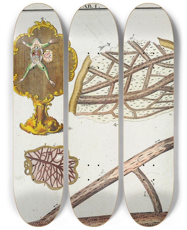 Triptych art skateboard deck of Martin Frobenius Ledermuller Amusement Microscopique Tant Pour Lesprit Que Pour Les Yeux Pl002 by Martin Frobenius Ledermu%Cc%88Ller (1719-1769)