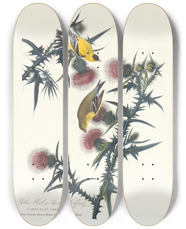 Triptych art skateboard deck of John James Audubon Yellow Bird Or American Goldfinch by John James Audubon (1785-1851)