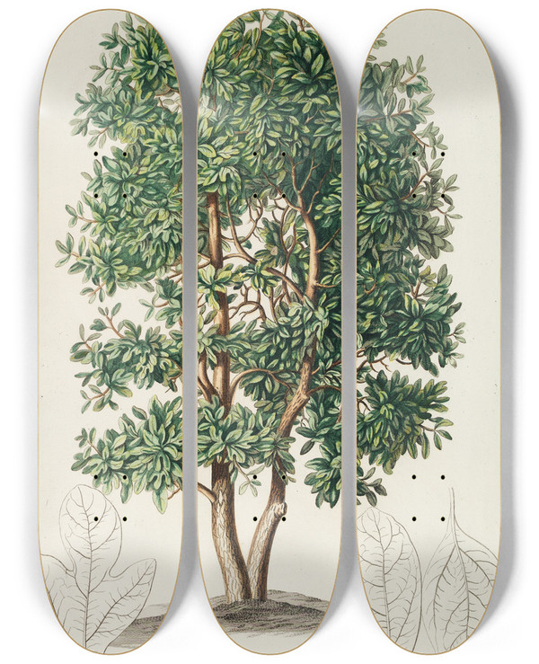 Triptych art skateboard deck of Georg Dionysius Ehret Laurus by Georg Dionysius Ehret (1708-1770)