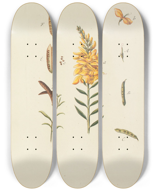 Triptych art skateboard deck of Carl Christoph Oelhafen Von Schllenbach Abbildung Der Wilden Bume Stauden Und Buschgewchse Pl113 by Carl Christoph Oelhafen Von Schollenbach (1709-1785)