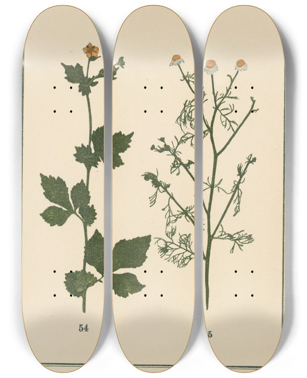 Triptych art skateboard deck of Sebastian Kneipp Plantatlas To My Watercure Pl14 by Sebastian Kneipp (1821-1897)