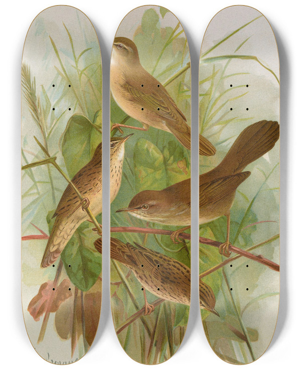 Triptych art skateboard deck of Johann Friedrich Naumann Acrocephalus Agricolus Jardon Cettia Cetti Marm Locustella Lanceolata Temm by Johann Friedrich Naumann (1780-1857)