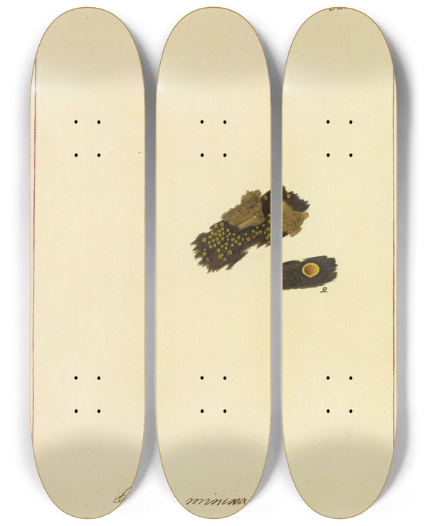 Triptych art skateboard deck of James Bolton Icons Fungorum Circa Halifax Sponte Nascentium Pl034 by James Bolton (1735-1799)
