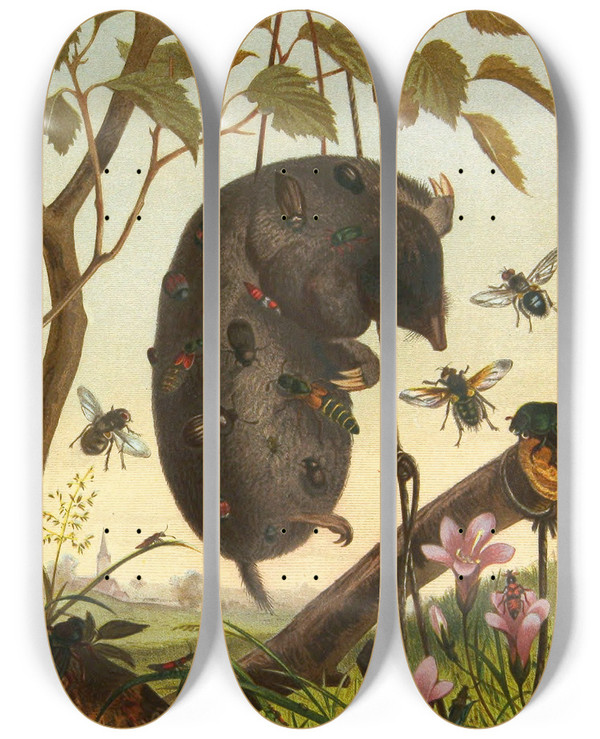 Triptych art skateboard deck of Alfred Edmund Brehm Die Insekten Tausendfussler Und Spinnen Pl 04 by Alfred Edmund Brehm (1829-1884)
