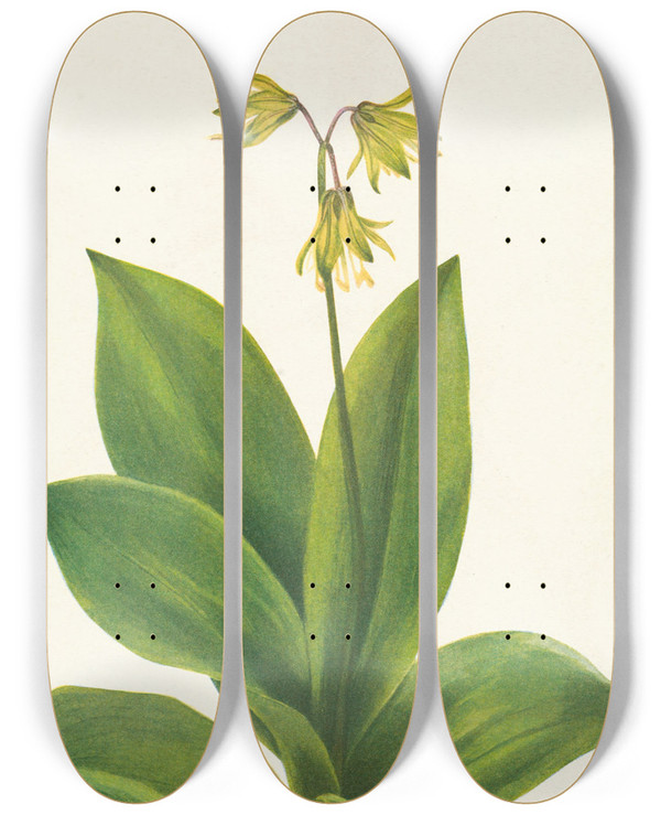 Triptych art skateboard deck of Mary Vaux Walcott Bluebead Clintonia Borealis by Mary Vaux Walcott (1860-1940)