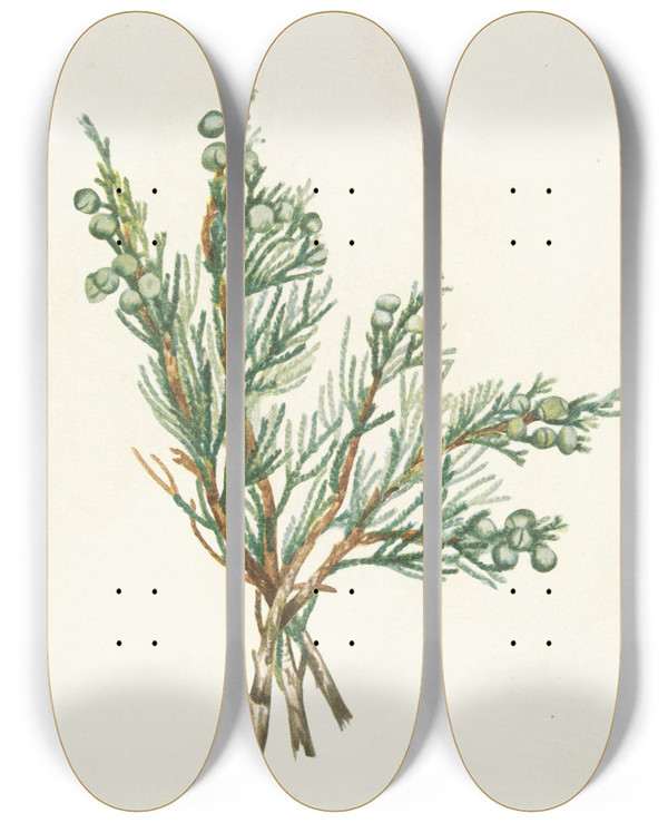 Triptych art skateboard deck of Mary Vaux Walcott Creeping Juniper Juniperus Horizontalis by Mary Vaux Walcott (1860-1940)