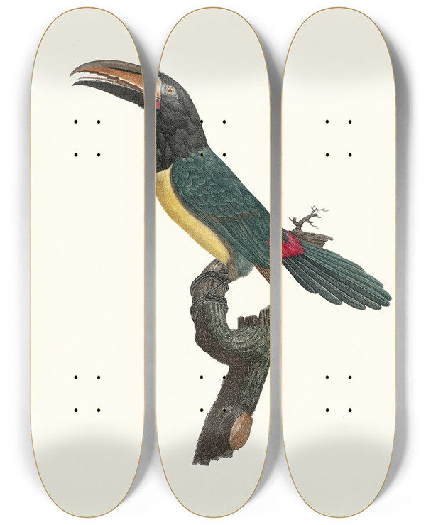 Triptych art skateboard deck of Jacques Barraband Laracari Verd Mle by Jacques Barraband (1767-1809)