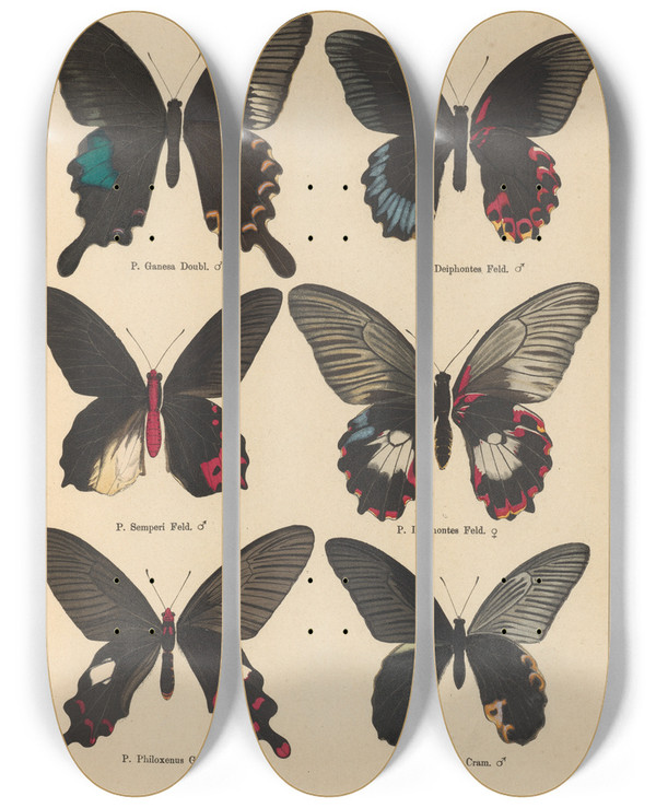 Triptych art skateboard deck of Otto Staudinger Exotische Schmetterlinge Pl005 by Otto Staudinger (1830-1900)