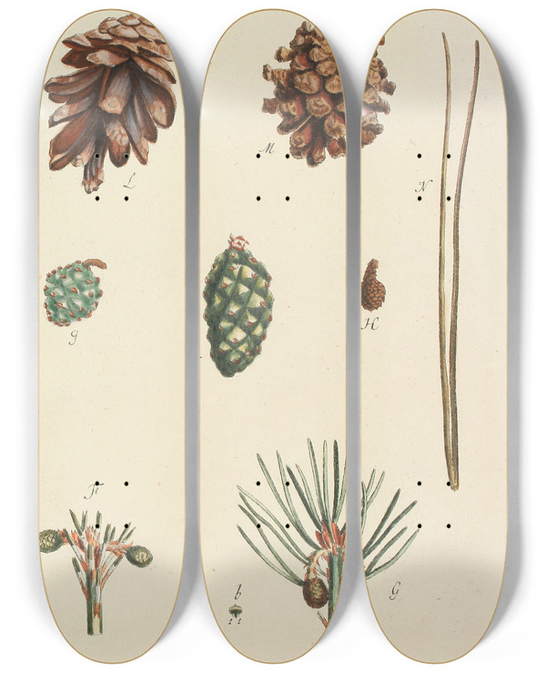 Triptych art skateboard deck of Carl Christoph Oelhafen Von Schllenbach Abbildung Der Wilden Bume Stauden Und Buschgewchse Pl002 by Carl Christoph Oelhafen Von Schollenbach (1709-1785)