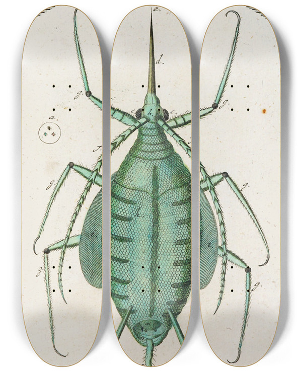 Triptych art skateboard deck of Martin Frobenius Ledermuller Amusement Microscopique Tant Pour Lesprit Que Pour Les Yeux Pl027 by Martin Frobenius Ledermu%Cc%88Ller (1719-1769)
