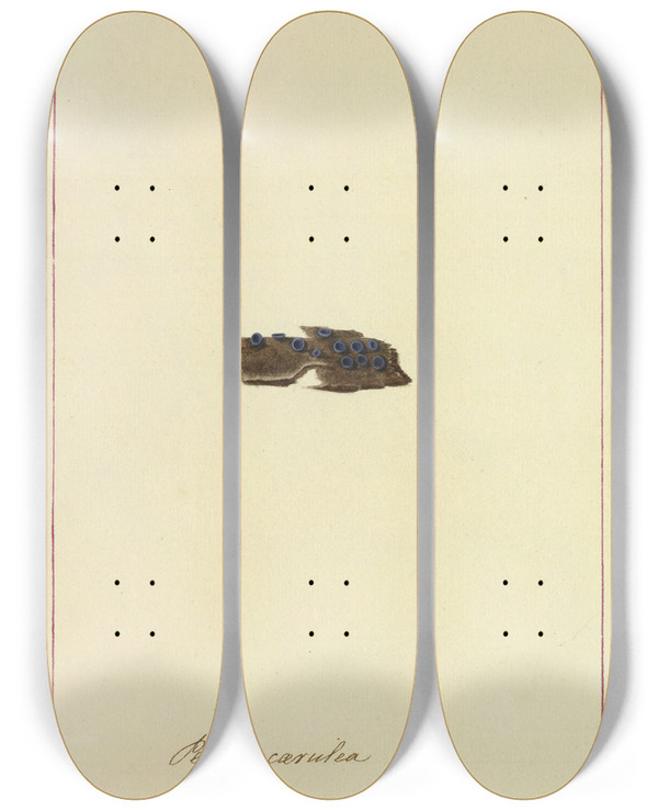 Triptych art skateboard deck of James Bolton Icons Fungorum Circa Halifax Sponte Nascentium Pl035 by James Bolton (1735-1799)