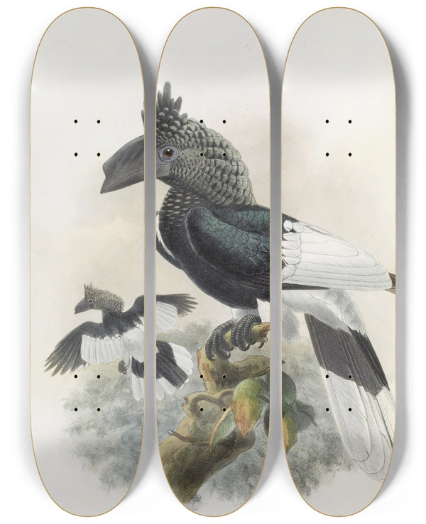 Triptych art skateboard deck of Daniel Giraud Elliot Bycanistes Subcylindricus by Daniel Giraud Elliot (1835-1915)