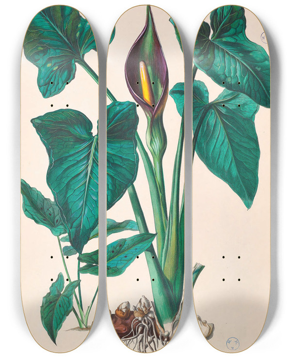 Triptych art skateboard deck of Heinrich Wilhelm Schott Icones Aroidearum Pl34 by Heinrich Wilhelm Schott (1794-1865)