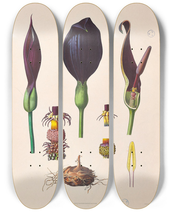 Triptych art skateboard deck of Heinrich Wilhelm Schott Icones Aroidearum Pl38 by Heinrich Wilhelm Schott (1794-1865)