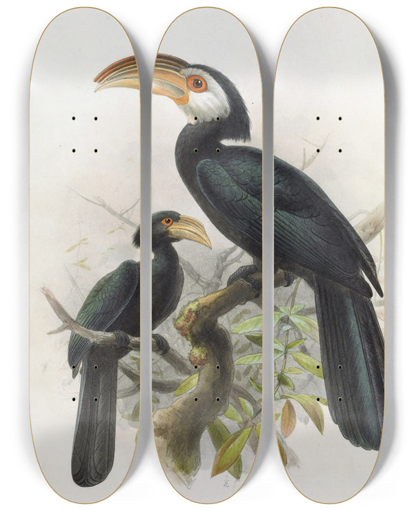 Triptych art skateboard deck of Daniel Giraud Elliot Hydrocissa Exarhatus by Daniel Giraud Elliot (1835-1915)