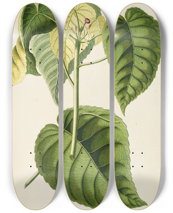 Triptych art skateboard deck of Georg Dionysius Ehret Hura by Georg Dionysius Ehret (1708-1770)