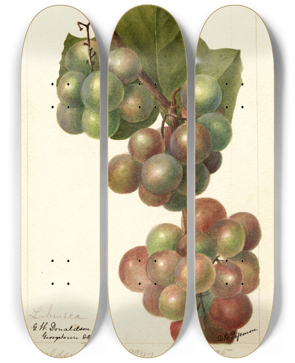 Triptych art skateboard deck of Deborah Griscom Passmore Vitis Labrusca by Deborah Griscom Passmore (1840-1911)